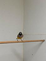 Gouldamadine, Meerdere dieren, Tropenvogel, Geringd