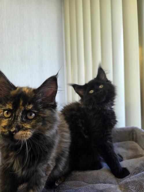 Maine Coon Kittens, Dieren en Toebehoren, Katten en Kittens | Raskatten | Langhaar, Meerdere dieren, 0 tot 2 jaar, Ontwormd, Ingeënt