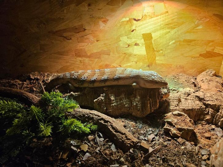 Blauwtong skink Tiliqua scincoides intermedia met terrarium