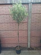 Olijfboom 1.90 mtr, 100 tot 250 cm, Olijfboom, Zomer, Ophalen