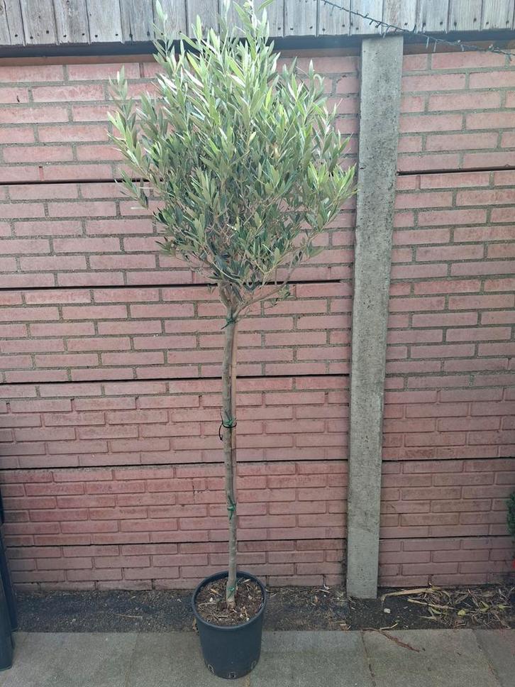 Olijfboom 1.90 mtr, Tuin en Terras, Planten | Bomen, Olijfboom, 100 tot 250 cm, Volle zon, Zomer, Ophalen