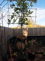 Mooie Groenblijvende Lei Laurier, Leiboom, Lente, 100 tot 250 cm, Ophalen