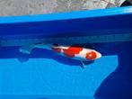 Doitsu kohaku, Dieren en Toebehoren, Vissen | Vijvervissen, Karper of Koi