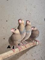 4x wildkleur rijstvogel, Dieren en Toebehoren, Vogels | Overige Vogels, Geslacht onbekend, Tropenvogel