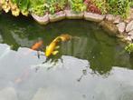 Koi karpers, Dieren en Toebehoren, Karper of Koi