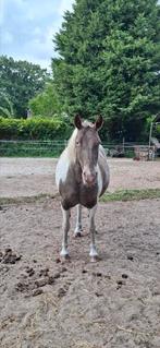 Paarden fotograaf gezocht