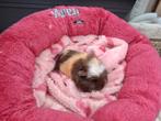 Prachtig CH cavia beertje te reserveren, Cavia, Juni, Mannelijk, Tam