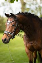 Lieve betrouwbare merrie v. Uphill, Merrie, Gechipt, L, 160 tot 165 cm