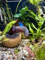 Gezocht betta Imbellis VROUW, Dieren en Toebehoren, Vis