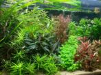 Diverse aquariumplanten v.a.€ 1 met gratis advies(Emmen e.o), Ophalen of Verzenden, Zo goed als nieuw, Plant(en), Steen of Hout