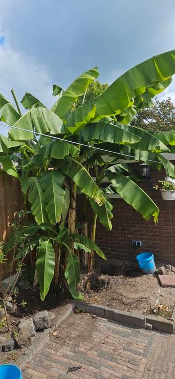 Musa basjoo winterharde bananenplant bananenboom banaan beschikbaar voor biedingen