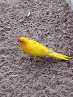 Te koop een gele kakarikie pop, Vrouwelijk, Parkiet, Geringd