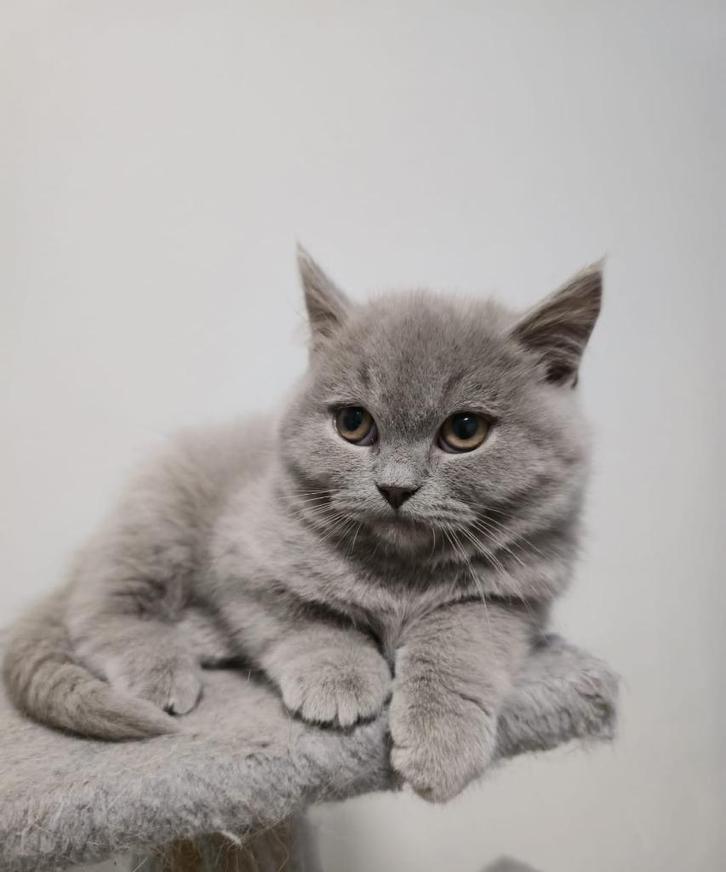 Lieve Lilac Britse Korthaar kitten zoekt warm gezin, Dieren en Toebehoren, Katten en Kittens | Raskatten | Korthaar, Kater, 0 tot 2 jaar