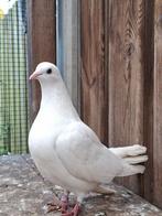 Zeven duiven zoeken een goed te huis, Dieren en Toebehoren, Vogels | Duiven, Meerdere dieren, Overige soorten