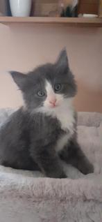 Maine coon kruising kittens, Dieren en Toebehoren, Katten en Kittens | Raskatten | Langhaar, Meerdere dieren, Ontwormd, 0 tot 2 jaar