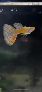 Albino silverado pink mosaic
100% zuiver ras, Dieren en Toebehoren, Vis, Zoetwatervis, Schoolvis