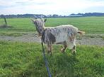 Landgeitbok (verkocht), Dieren en Toebehoren, Schapen, Geiten en Varkens, Mannelijk, Geit, 0 tot 2 jaar