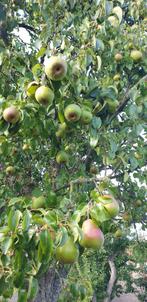 Biologisch.  Peren vers von de boom, Diversen, Levensmiddelen, Ophalen