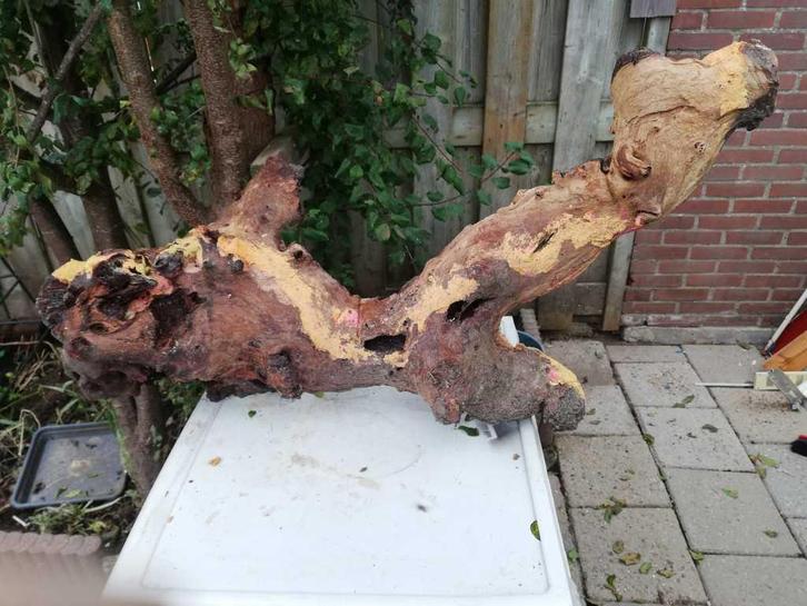 mopani mopanihout kienhout, Dieren en Toebehoren, Reptielen en Amfibieën | Toebehoren, Gebruikt, Tak, Plant, Rots of Steen, Ophalen