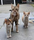 Prachtige jonge poesjes, Dieren en Toebehoren, Katten en Kittens | Raskatten | Korthaar, Poes, Ontwormd, 0 tot 2 jaar