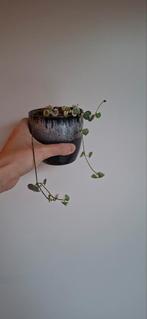 String of hearts in buitenpot, Ophalen of Verzenden, Halfschaduw, Minder dan 100 cm