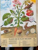 Wandplaat: Plagen die de plant belagen, Ophalen of Verzenden, Natuur en Biologie