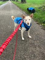 Missy lief klein teefje, Dieren en Toebehoren, Honden | Niet-rashonden, Particulier, Rabiës (hondsdolheid), Buitenland, Teef
