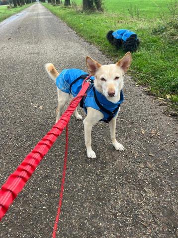 Missy lief klein teefje  beschikbaar voor biedingen