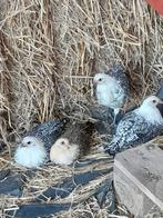 Groninger meeuw, Dieren en Toebehoren, Vrouwelijk, Kip