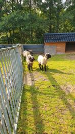 Wallische Schwartsnase ooi met 2 ooi lammeren, Dieren en Toebehoren, Schapen, Geiten en Varkens, Vrouwelijk, Schaap