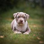 Prachtige American Bully pups met unieke stamboom!, CDV (hondenziekte), 8 tot 15 weken, Bulldog, Meerdere