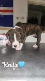 Pitbull x Dogo argentino pups, Dieren en Toebehoren, Ophalen of Verzenden