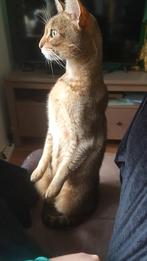 Liefste Abessijn ter wereld gun ik een beter huisje., Kater, Gechipt, 6 jaar of ouder