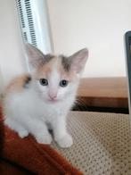 Kittens te koop super lief, Dieren en Toebehoren, Katten en Kittens | Overige Katten, Meerdere dieren, Kortharig, 0 tot 2 jaar