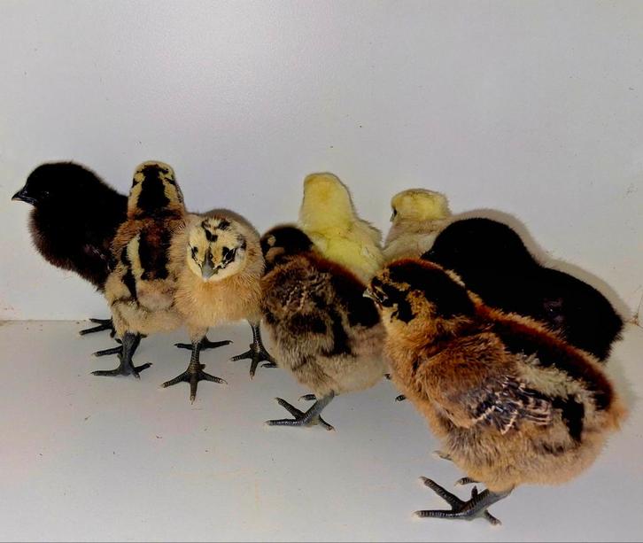 Kuikens Ga h mong bont, Dieren en Toebehoren, Pluimvee, Kip