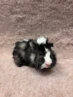 Lieve jonge cavia beertjes, Dieren en Toebehoren, Knaagdieren, Cavia, Mannelijk, Tam, September