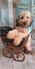 Super gezond, grappige abrikoos dwergpoedel pup Pino, Dieren en Toebehoren, Poedel, 15 weken tot 1 jaar, Reu, CDV (hondenziekte)
