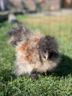 Zijdehoen usa haantjes, Dieren en Toebehoren, Pluimvee, Mannelijk, Kip