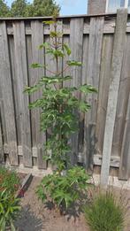 Esdoorn, Tuin en Terras, Planten | Bomen, Ophalen, Halfschaduw, Overige soorten, 100 tot 250 cm