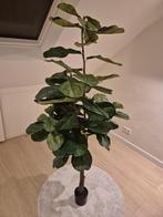 Kunstplant Ficus Lyrata (180 cm), Ophalen, Ficus, Halfschaduw, 150 tot 200 cm