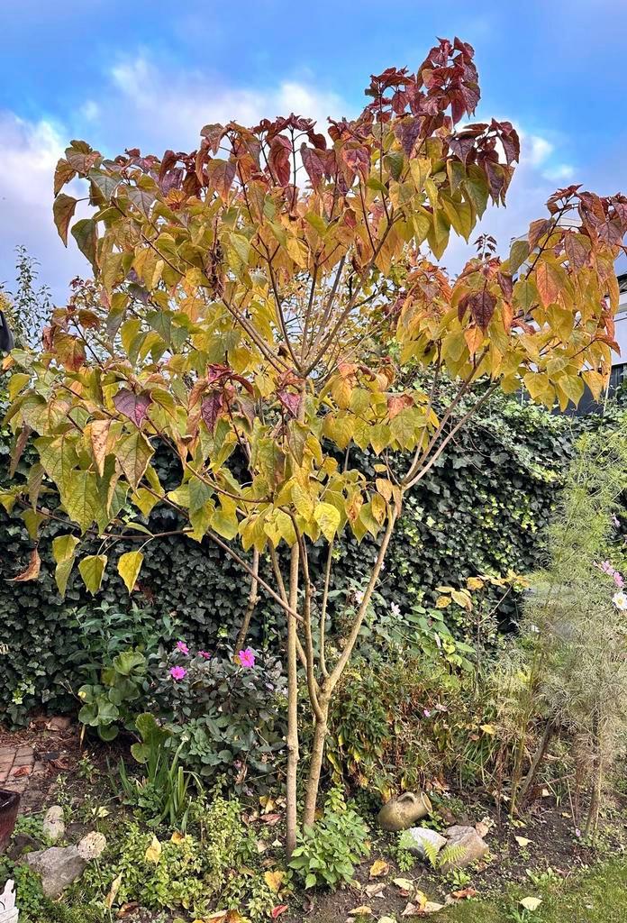 Pindakaasboom of kansenboom, Tuin en Terras, Planten | Bomen, Overige soorten, Volle zon, Ophalen