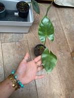 Alocasia macrorrhiza, Ophalen of Verzenden, Overige soorten, Minder dan 100 cm