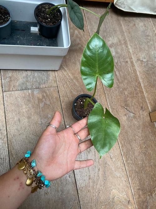 Alocasia macrorrhiza, Huis en Inrichting, Kamerplanten, Overige soorten, Minder dan 100 cm, Ophalen of Verzenden