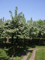 Cydonia oblonga fruit kweepeer voedselbos fruittuin oud ras, Volle zon, Vaste plant, Verzenden, Fruitplanten