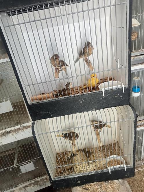 Diverse Harlekijn kanaries, Dieren en Toebehoren, Vogels | Kanaries, Kleurkanarie, Meerdere dieren