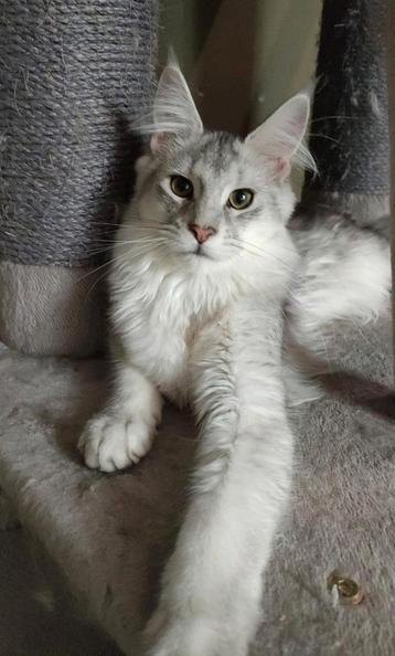 Maine coon kitten met stamboom, Black shaded silver White  beschikbaar voor biedingen