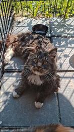 Bas, een Maine Coon dekkater, zoekt mooie dames, 3 tot 5 jaar