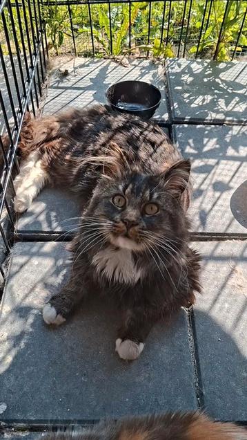 Bas, een Maine Coon dekkater, zoekt mooie dames beschikbaar voor biedingen