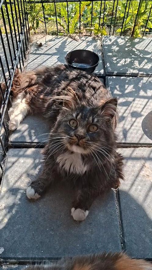 Bas, een Maine Coon dekkater, zoekt mooie dames, Dieren en Toebehoren, Katten en Kittens | Dekkaters, 3 tot 5 jaar