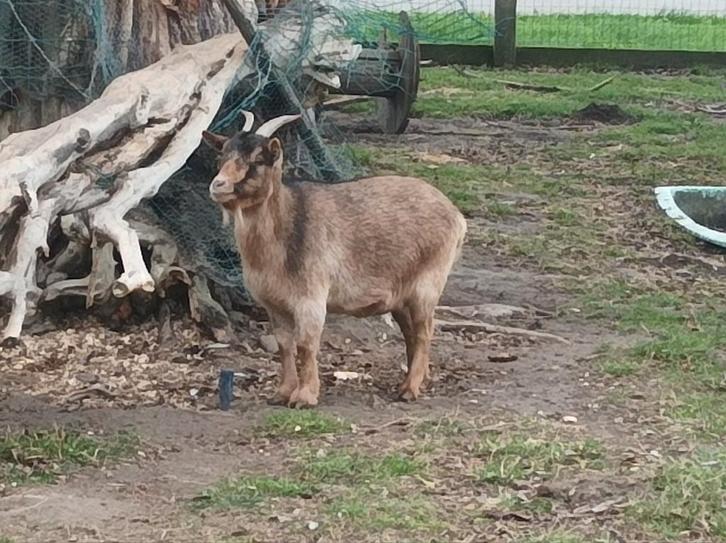 3 volwassen dwerggeiten met ubn, Dieren en Toebehoren, Schapen, Geiten en Varkens, Geit, Vrouwelijk